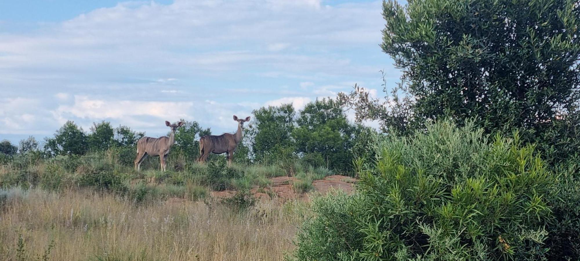Kareekloof Game Farm Villa Derby Eksteriør bilde