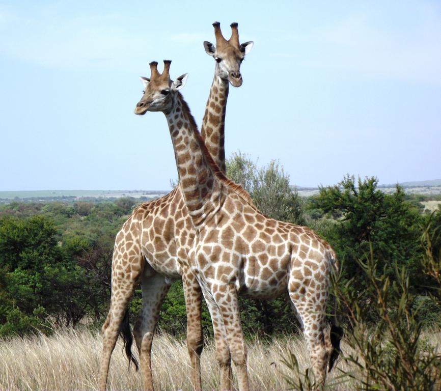 Kareekloof Game Farm Villa Derby Rom bilde